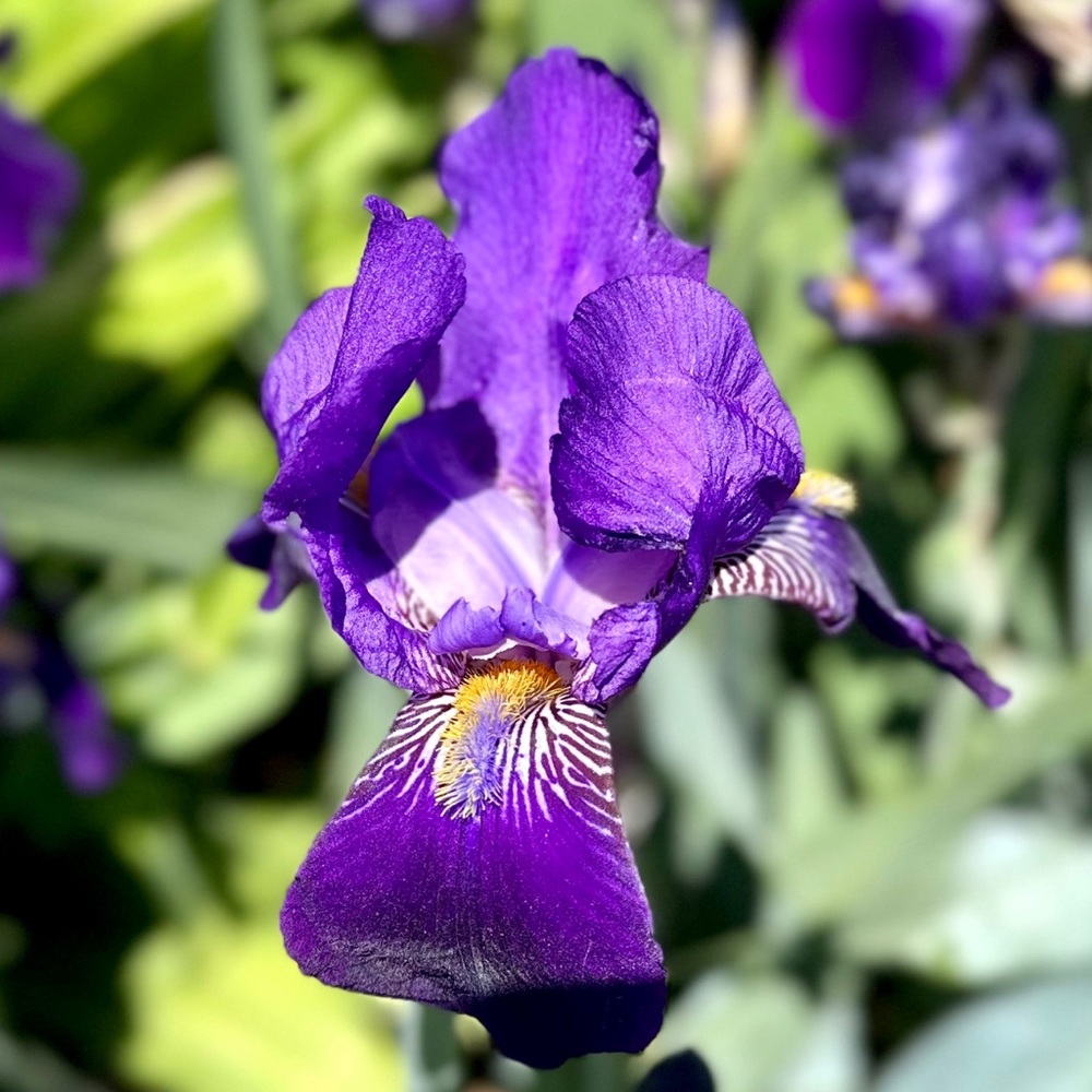 3 pack Give Me Some Lovin’ Tall Bearded Purple Iris